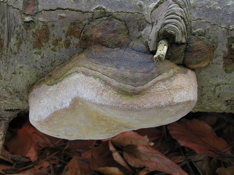 Phellinus hartigii